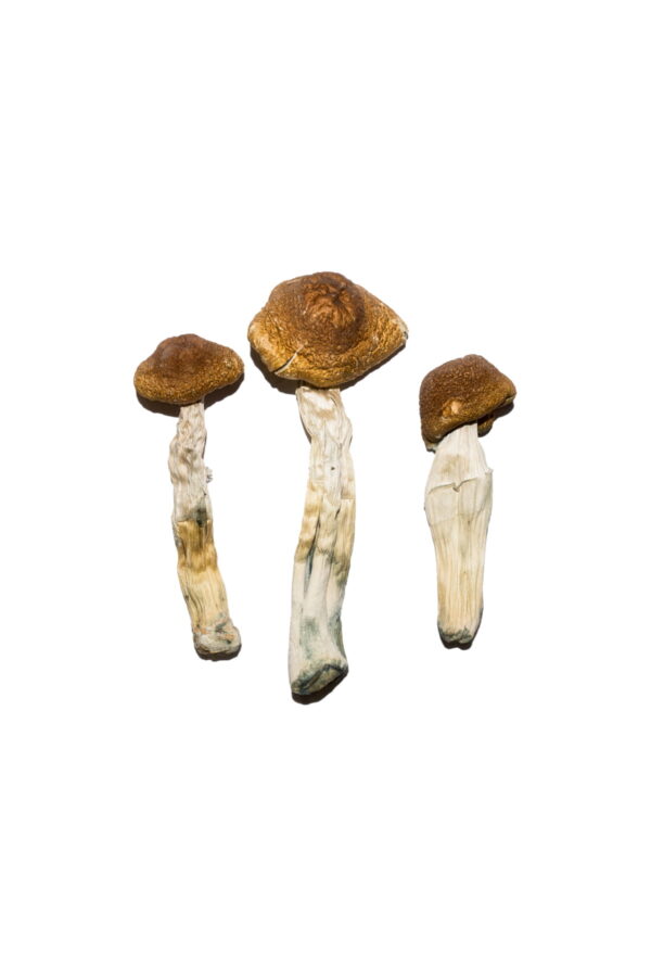 brazilian magic mushrooms