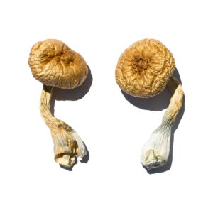 Buy Cambodian Gold Magic Mushrooms