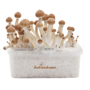 Buy Mushrooms Grow Kit